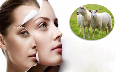 Tác dụng của nhau thai cừu trong sức khỏe và làm đẹp Tác dụng của nhau thai cừu trong sức khỏe và làm đẹp-1